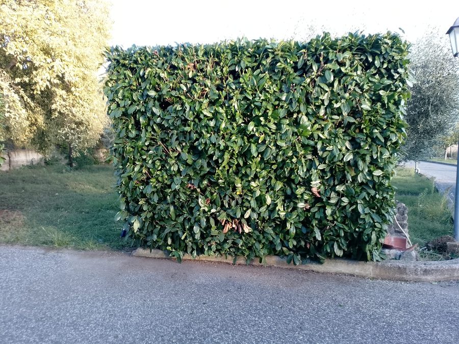 Giardinaggio, siepe potata a squadra a Nepi