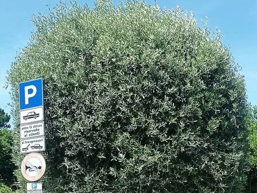 Giardinaggio, ulivo potato in un'aiuola a Ronciglione