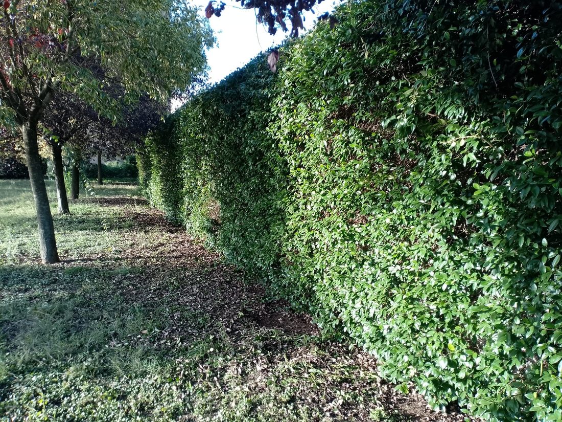 Giardinaggio, siepe alta potata lungo un filare di alberi